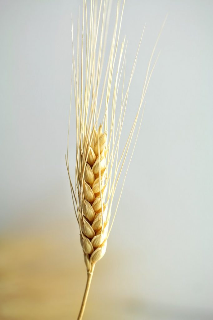 wheat stalk